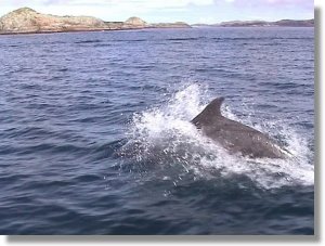Dolphins can be seen off the coast